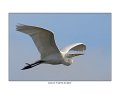 3119 great egret